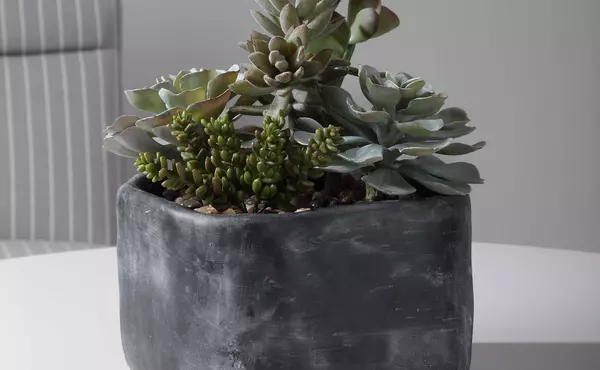 alverio succulents by uttermost